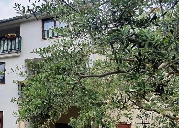 Cecillia Mare * Ρόβινι